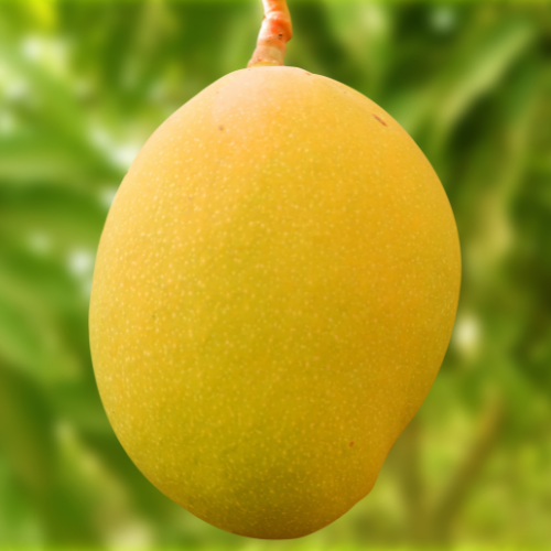 The Royal Mango in Houston, Texas ripe yellow Mango hanging on tree